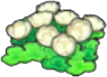 Skyland flowers