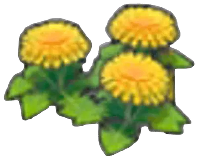 Dandy flower seeds