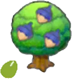 Chesto Seeds
