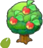 Leppa Seeds