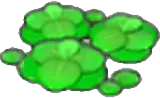 Duckweed