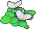 Flowering Duckweed