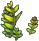 Fern