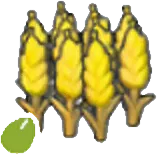 Wheat seeds