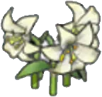 Elegant flower