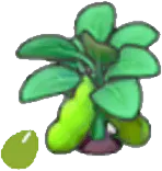 Ripe bean plant