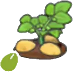 Potato seeds