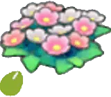 Wildflower seeds