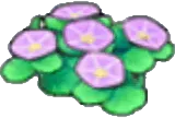 seashore flowers