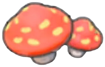 Cave mushrooms