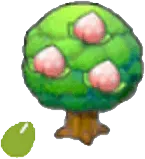 Pecha Seeds