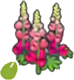Robust-flower seeds