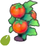 Tomato seeds